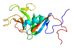 Low affinity immunoglobulin epsilon Fc receptor