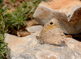 Pseudochazara pelopea