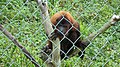 Red Howler Monkey