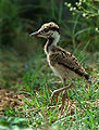 The chick leaves the nest and follows the parents soon after hatching