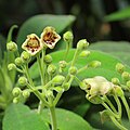 Rhytidophyllum exsertum