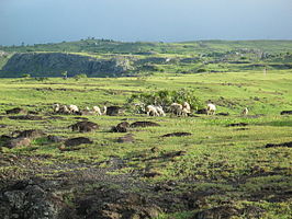 Grazende geiten op Rodrigues