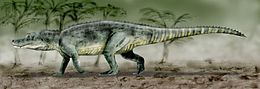 A Saurosuchus rekonstrukciója