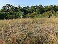 Seeheimer Düne, Steppenrasen, unter anderem mit Haar-Pfriemengras (Stipa capillata) (2012)