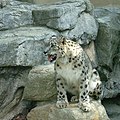 My favorite wild animal is the snow leopard.