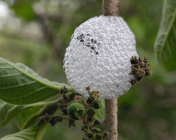 Foam nest