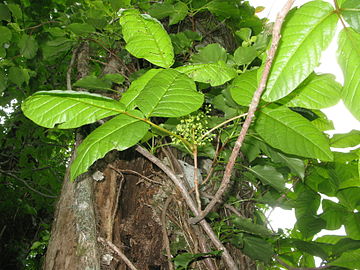 Branch underside