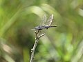 Tramea binotata