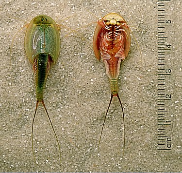 Triops longicaudatus (Branchiopoda: Anostraca)