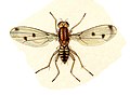 Helomyza tuberivora