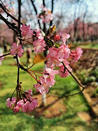 Pink flowers