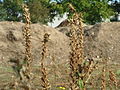 Umgebung: Oenothera biennis