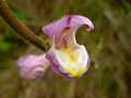 Antirrhinum barrelieri