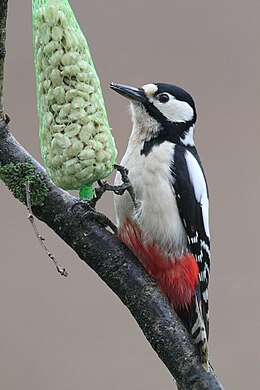 Nagy fakopáncs (Dendrocopos major)