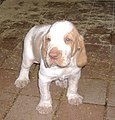 Cucciolo di Bracco Italiano dal manto bianco-arancio