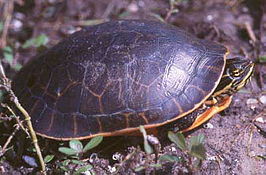 Netschildpad