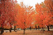 Trees in the municipal park in the village center