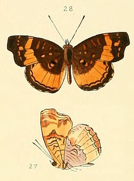 Anthanassa drusilla