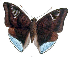 Euthalia phemius