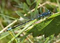 1 Fledermaus-Azurjungfer ♂