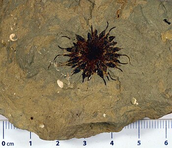 Kanada Alberta 'nın Paleosen' den Platanus meyvesi fosili.