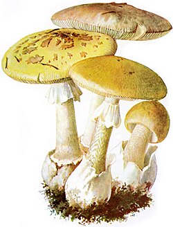 Grænserkur (Amanita phalloides) & Amanita citrina (vinstri/gulur) Albin Schmalfuß, 1897