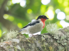 Photograph of a bird in side view on a horizontal branch between lichen