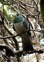 New Zealand Pigeon