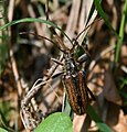 Schulterbock (Oxymirus cursor)