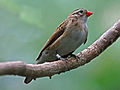 I suspect this is a male eclipse - look at the red beak - also the stripes are a bit more prominent than in the females