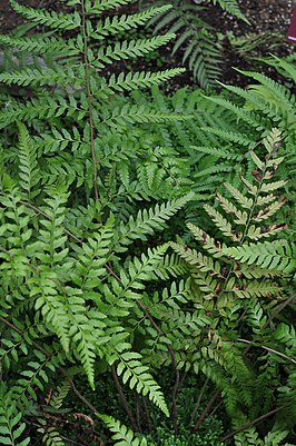 Polystichum drepanum