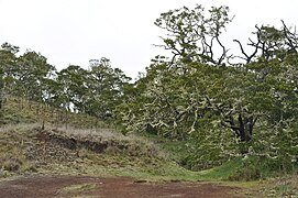 Koa and other native Hawaiian vegetation are preserved here.