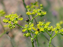 Ruta chalepensis