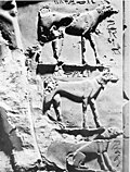 Drei der Hunde des Pharaos auf der Grabstele
