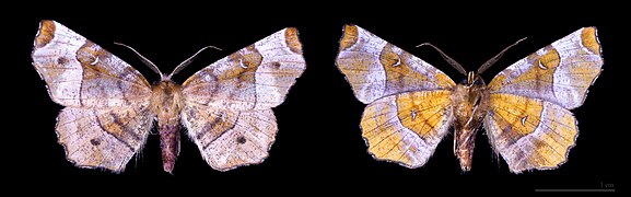 Museum specimen ♂ Both side