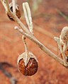 Dried fruit on the plant