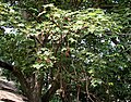 Foliage and fruit