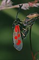 Zygaena loti