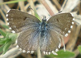 Pseudophilotes panoptes