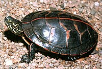 A grey tortoise with a single thin, orange line running down the carapace from head to tail and white marks on the head and neck