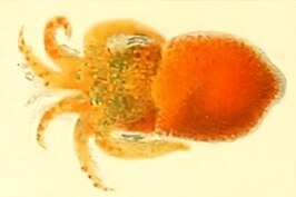 Adinaefiola aurantiaca