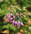 Allium cernuum