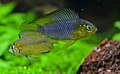 An Apistogramma borellii pair during a courtship ritual.