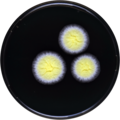 Aspergillus tonophilus growing on YES plate