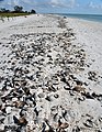 Atrinamuscheln markieren den Spülsaum auf Sanibel Island, Florida