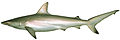 Australian blacktip shark (Carcharhinus tilstoni)