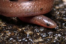 A photo of the pinkish-brown Carphophis amoenus snake