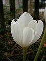 Colchicum speciosum 'Album' close-up