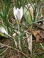 Crocus biflorus side-view