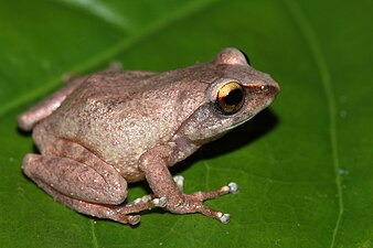 Lateral view